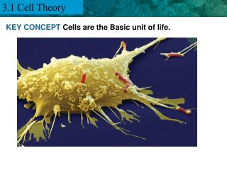 KEY CONCEPT Cells are the Basic unit of life.