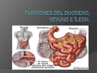 Funciones del duodeno, yeyuno e íleon.