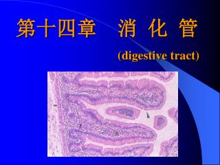 第十四章 消 化 管 (digestive tract)