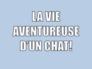 LA VIE AVENTUREUSE D’UN CHAT!