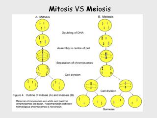 Mit osis VS Mei osis