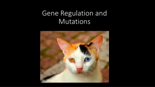 Gene Regulation and Mutations