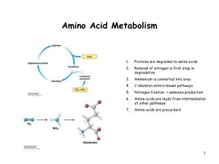 PPT - Amino Acid Metabolism PowerPoint Presentation, free download - ID ...