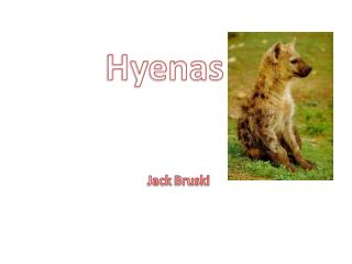 Hyenas