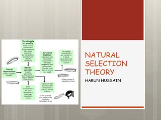 NATURAL SELECTION THEORY