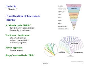 Bacteria Chapter 5 Classification of bacteria is ‘murky’ A “Muddle in the Middle” 	Few distinctive characteristics