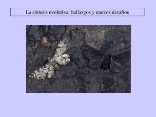 La síntesis evolutiva: hallazgos y nuevos desafíos