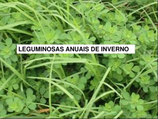 LEGUMINOSAS ANUAIS DE INVERNO
