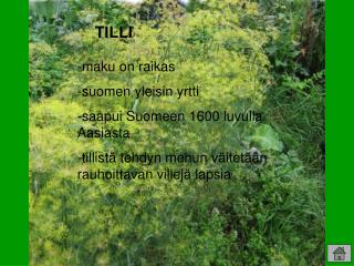 TILLI