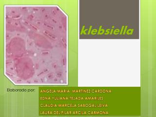 klebsiella