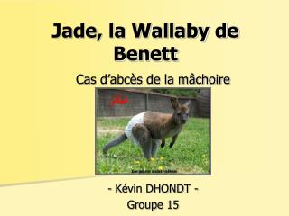 Jade, la Wallaby de Benett
