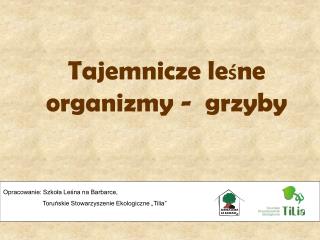 Tajemnicze le ś ne organizmy - grzyby