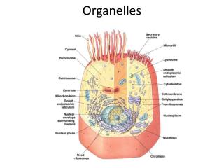 Organelles
