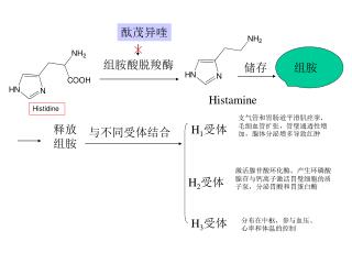 组胺酸脱羧酶