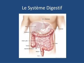 Le Système Digestif