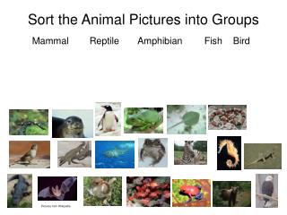 Sort the Animal Pictures into Groups