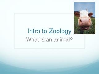 Intro to Zoology