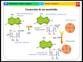 nucle$00f3tidos$0020y$0020acidos$0020nucleicos