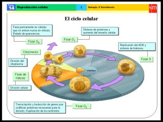 Reproducci$00f3n$0020celular