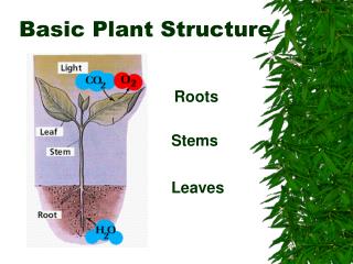 Basic Plant Structure