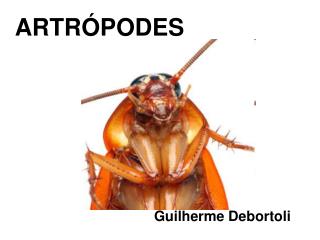 ARTRÓPODES