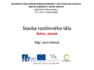 Stavba rostlinného těla Kořen, stonek