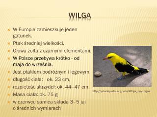 WILGA