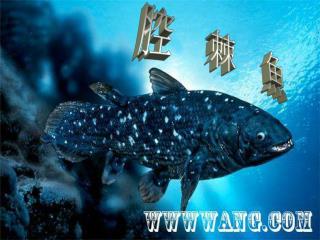 腔 棘 魚
