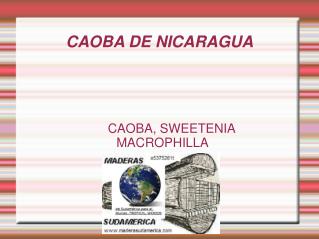 CAOBA DE NICARAGUA