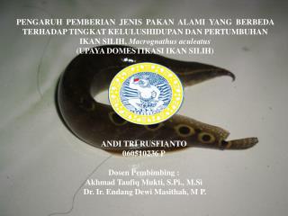 ANDI TRI RUSFIANTO 060510236 P Dosen Pembimbing :