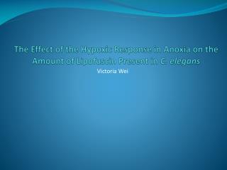 The Effect of the Hypoxic Response in Anoxia on the Amount of Lipofuscin Present in C. elegans