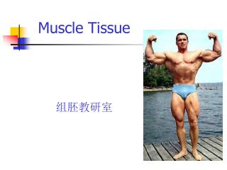 Muscle Tissue 组胚教研室