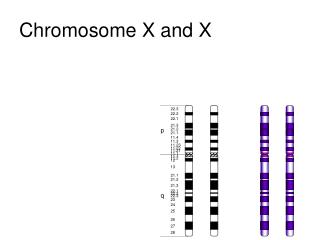 Chromosome X and X