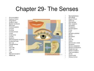 Chapter 29- The Senses