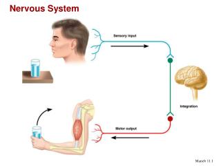 Nervous System