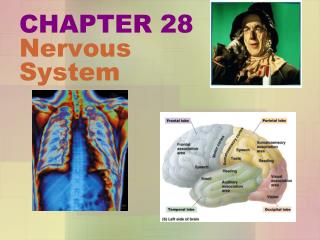 CHAPTER 28 Nervous System