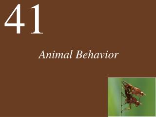 Animal Behavior