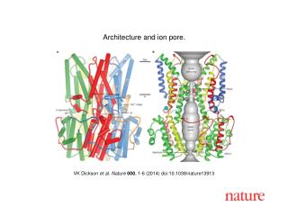 VK Dickson et al. Nature 000 , 1-6 (2014) doi:10.1038/nature13913