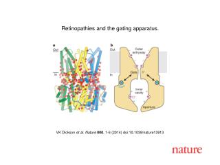 VK Dickson et al. Nature 000 , 1-6 (2014) doi:10.1038/nature13913