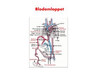 Blodomloppet