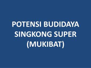 POTENSI BUDIDAYA SINGKONG SUPER (MUKIBAT)