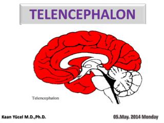 TELENCEPHALON