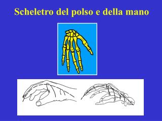 Scheletro del polso e della mano