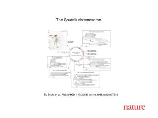 BL Scola et al. Nature 000 , 1- 5 (2008) doi:10.1038/nature07 218