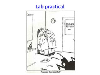 Lab practical