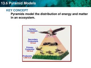 KEY CONCEPT Pyramids model the distribution of energy and matter in an ecosystem.