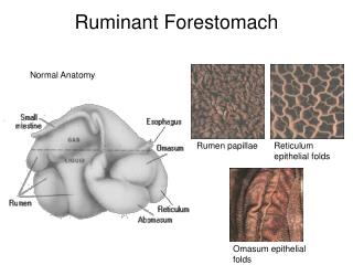 Ruminant Forestomach