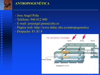 ANTROPOGENÉTICA - Jose Angel Peña Teléfono: 946 012 600 E-mail: joseangel.pena@ehu.es