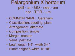 Pelargonium X hortorum pell - ar - GO - nee - um hor - TOR - um