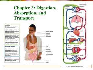 Chapter 3: Digestion, Absorption, and Transport